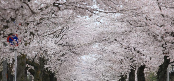 長瀞めぐりのご案内