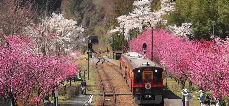 「わたらせ渓谷鉄道」お花見バス旅行
